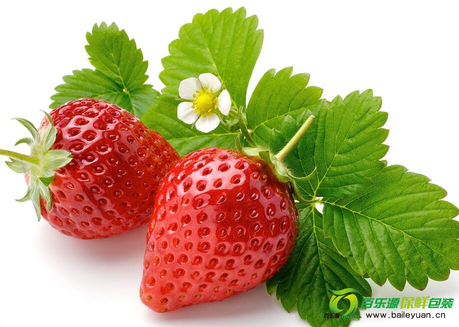 草莓種植方法 | 草莓種子播種技術(shù) | 草莓栽培方法！